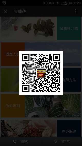 金線(xiàn)蓮